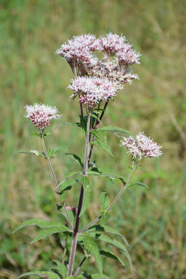 biodiversité