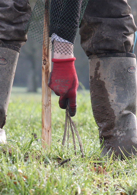 SCIC ENR - plantation du bocage