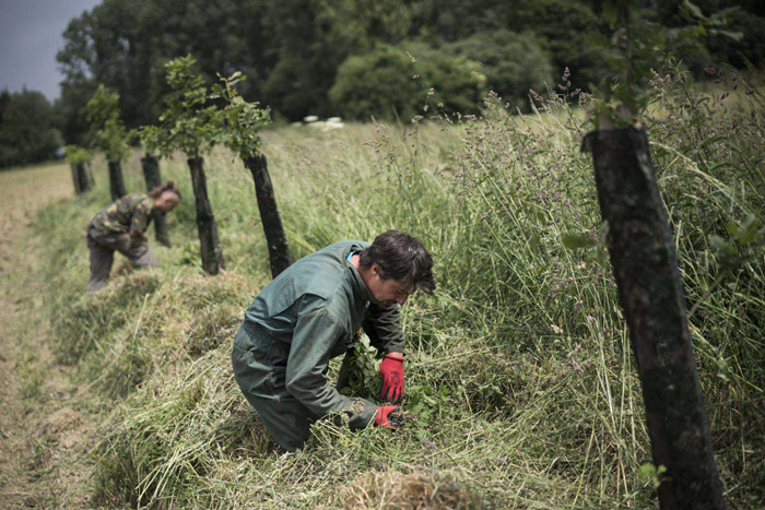 replantation du bocage en cotes d'armor, pays de dinan