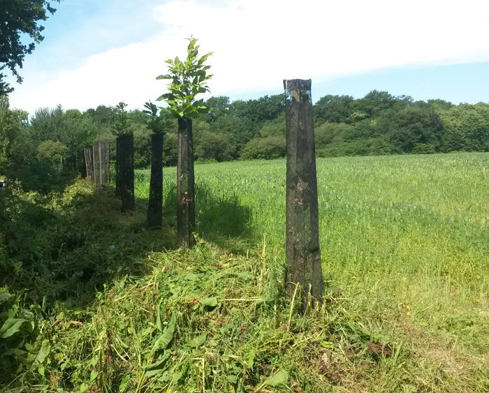 L'entretien du bocage